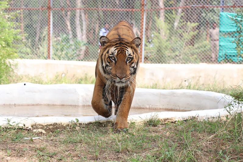 Nandanvan Jungle Safari, Nava Raipur, photo 1 of 9