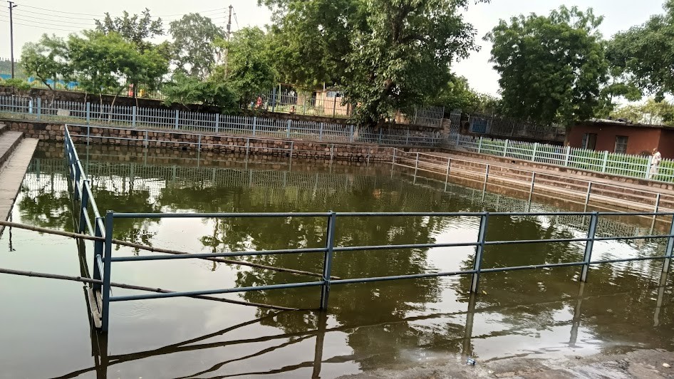 Deobaloda charoda, photo 2 of 9