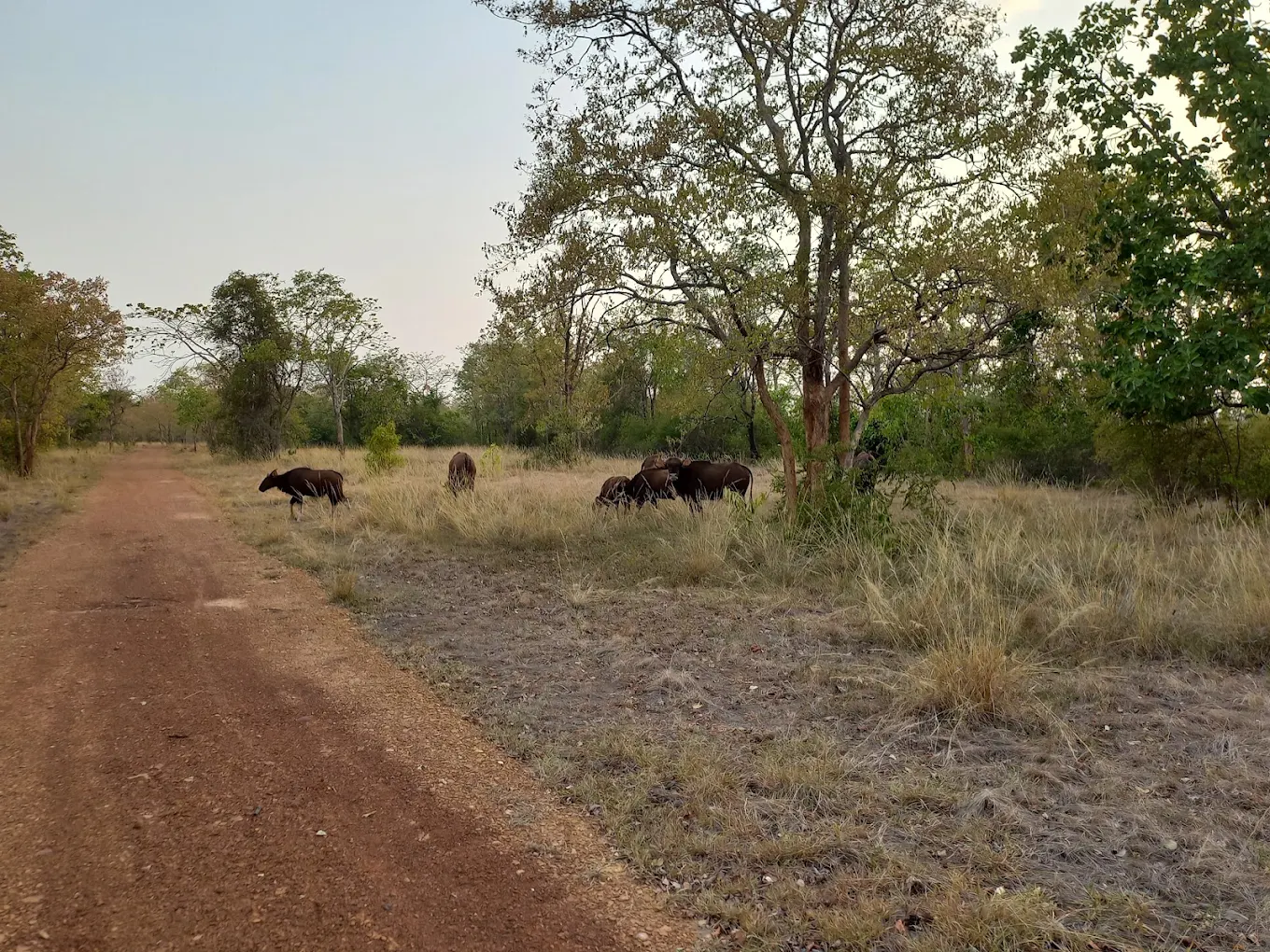 Gomarda Wildlife Sanctuary (ABHYARANYA), photo 3 of 9