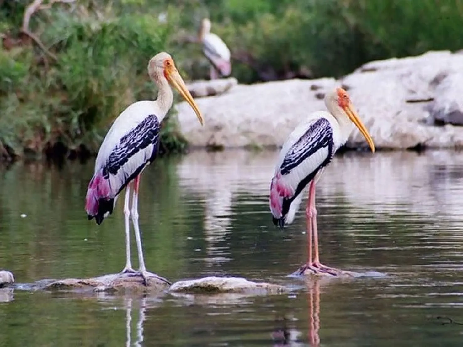 Gomarda Wildlife Sanctuary (ABHYARANYA), photo 4 of 9